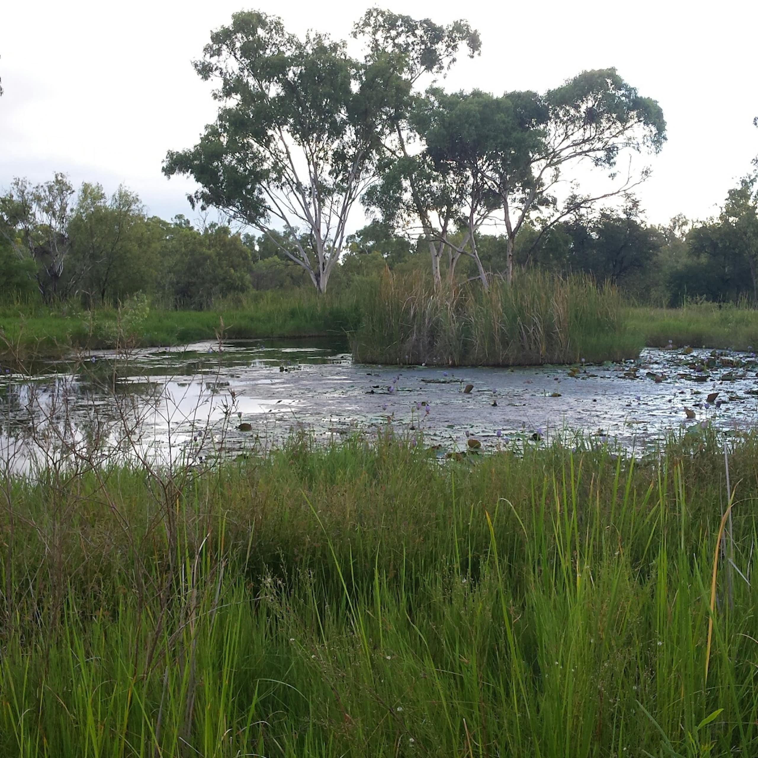 Doongmabulla springs in central Queensland, showing trees in the background, reeds in the foreground and water