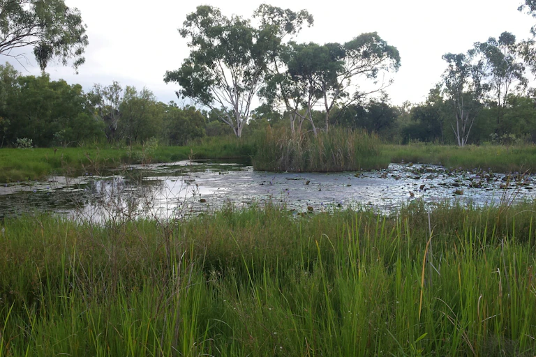 Doongmabulla springs in central Queensland, showing trees in the background, reeds in the foreground and water