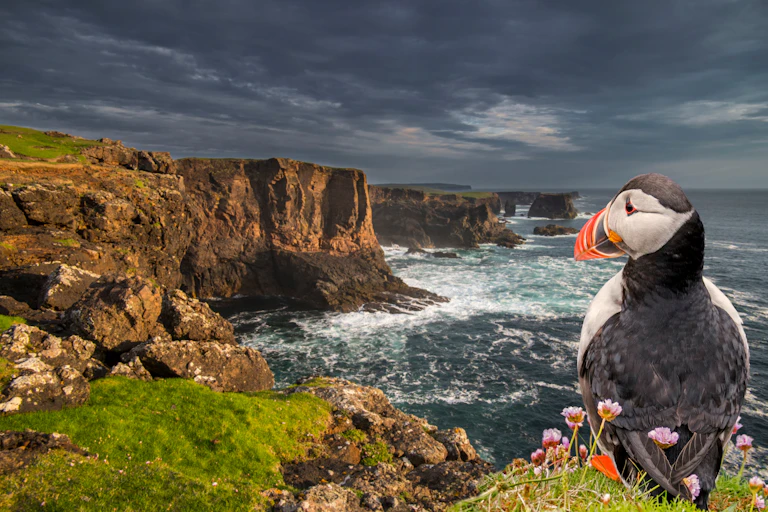 Puffin, cliffs, stormclouds