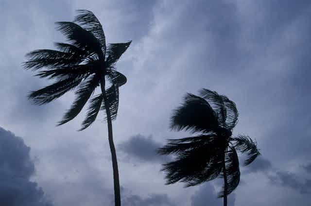 Palm trees blow in the wind against a cloudy sky