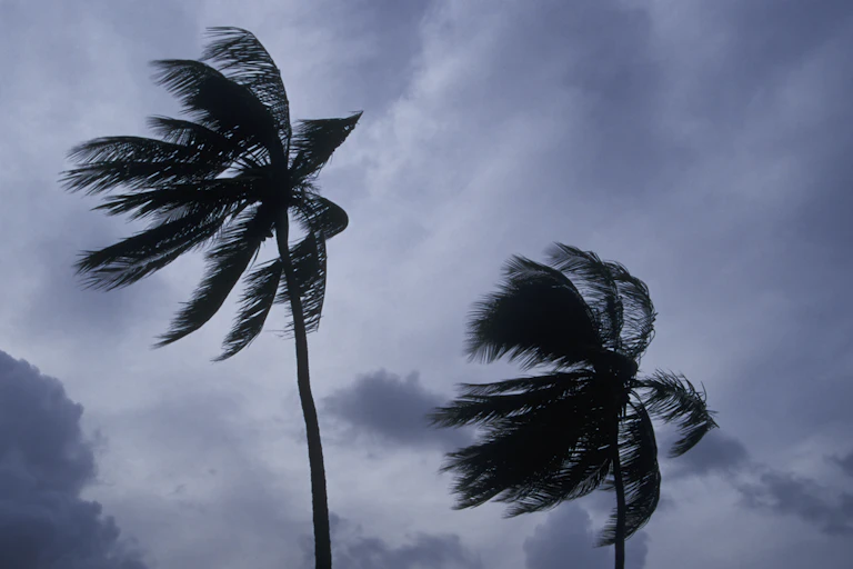 Palm trees blow in the wind against a cloudy sky