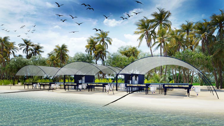 Artist's impression of 'ReefSeed', a portable coral factory used to produce corals for reef restoration purposes. Banks of aquaria are set up on tray tables with shade sails over the top.