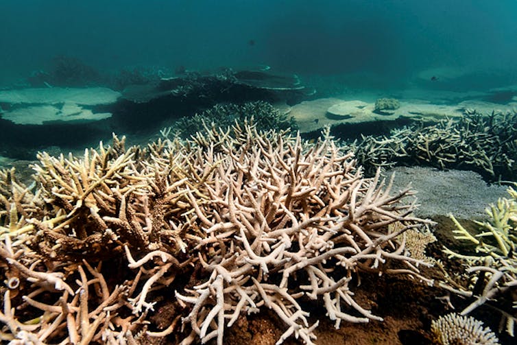 Underwater image of bleached coral on the Great Barrier Reef dated March 2024