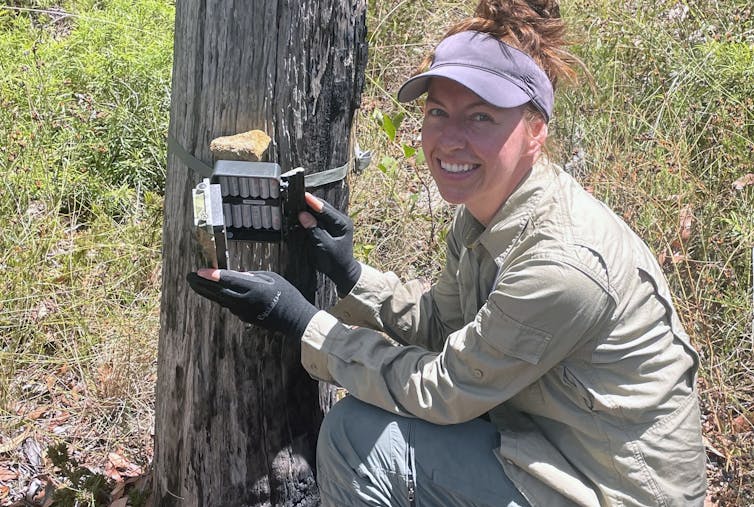 A woman mounting a camera trap box to a tree trunk