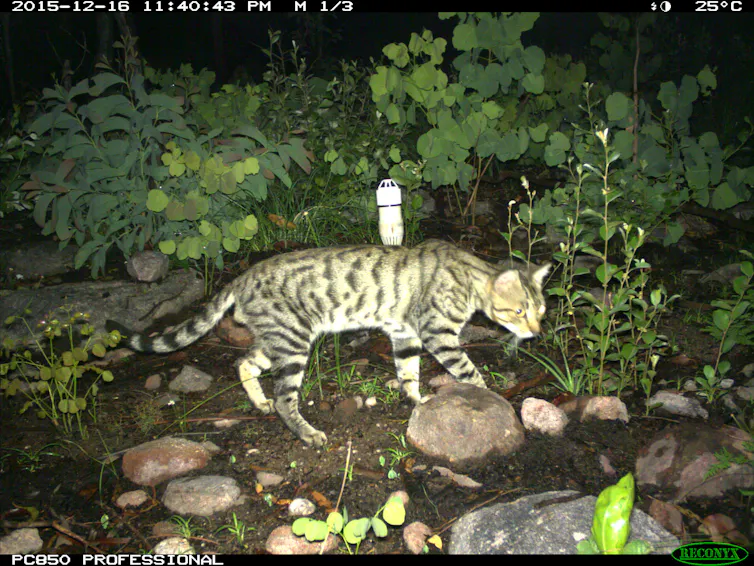 A tabby cat walks past a post