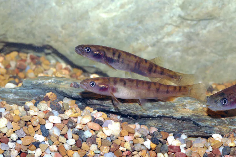 Two long small fish