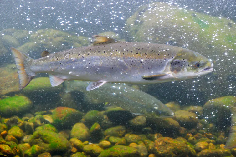atlantic salmon