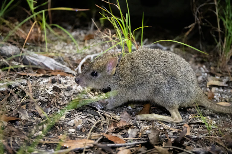 A small grey-brown furry animal with long feet