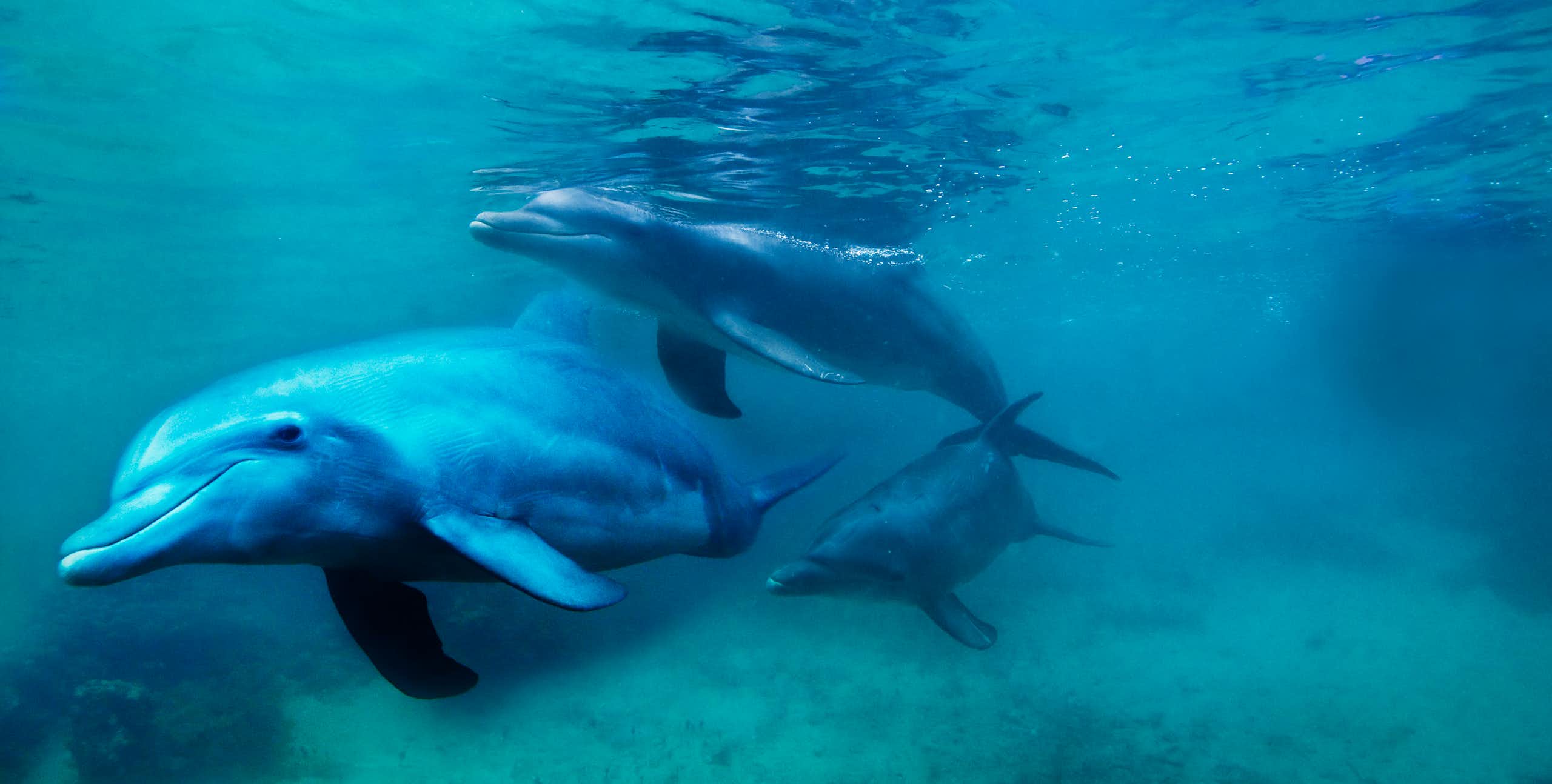 3 dolphins underwater