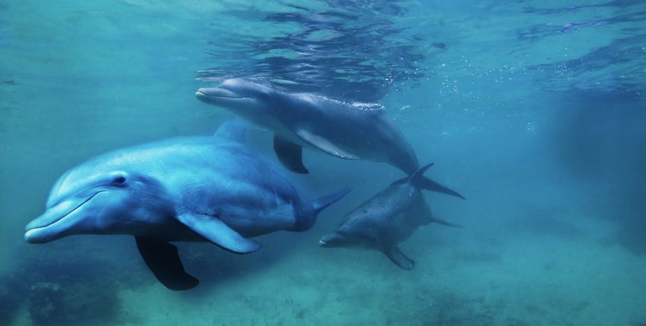3 dolphins underwater