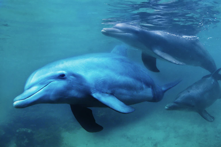 3 dolphins underwater