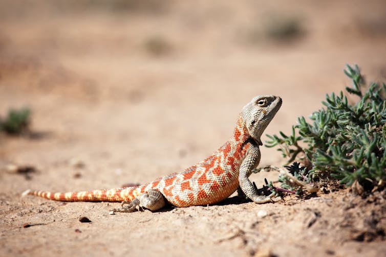 A banded lizard in the desert sand.