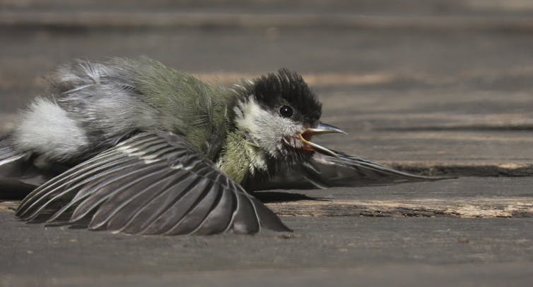 A great tit splayed on a wooden bench.