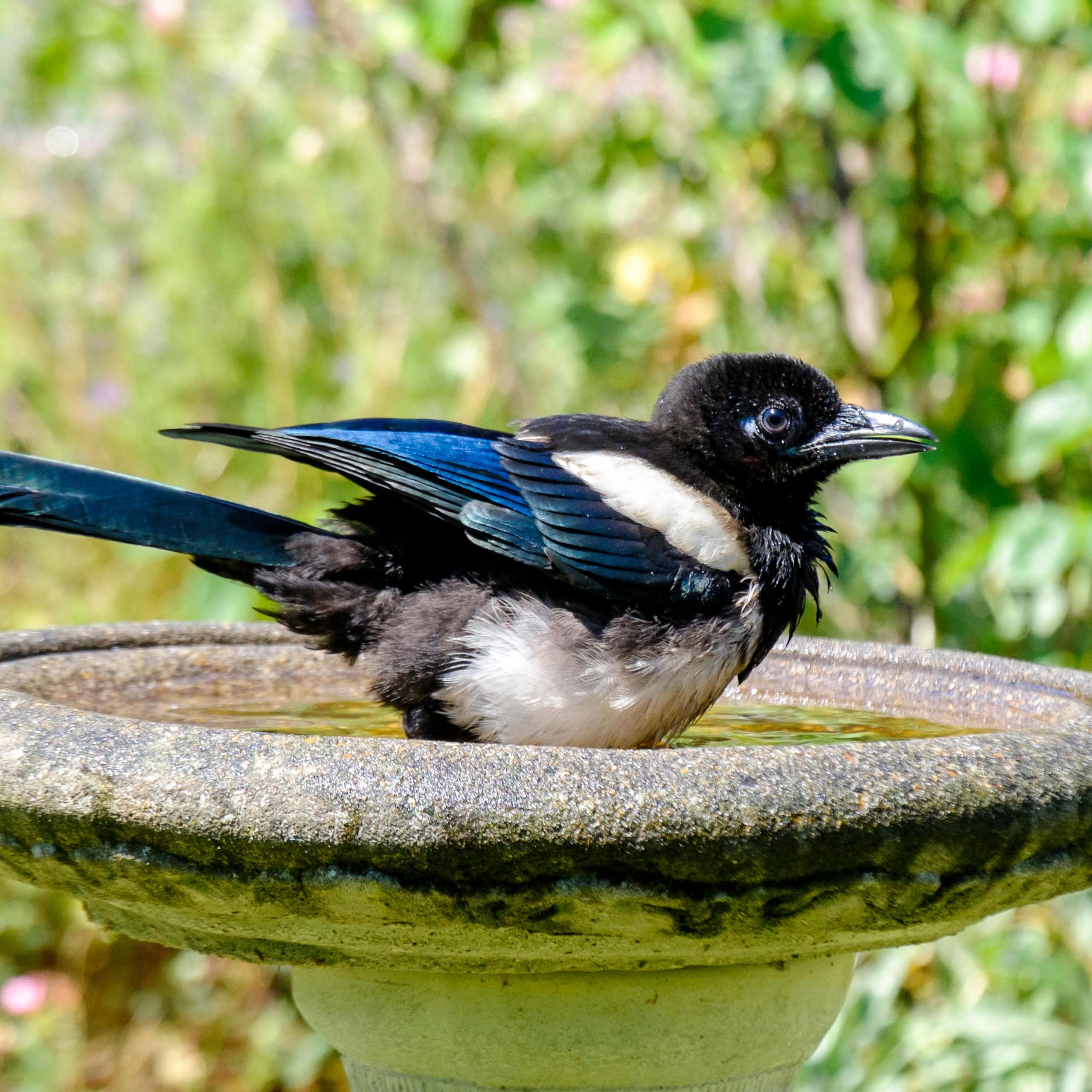 A magpie in a bird bath.