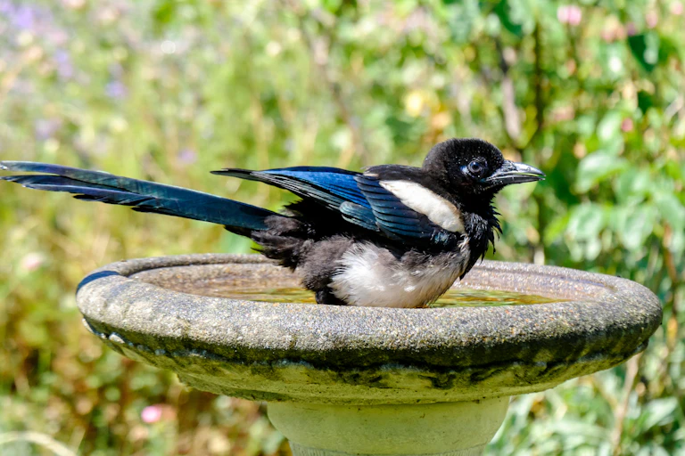 A magpie in a bird bath.