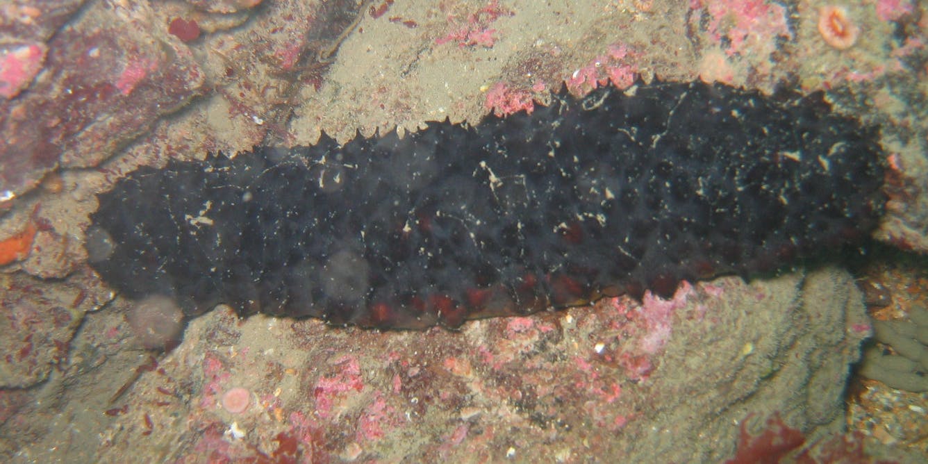 Sea cucumbers, the janitors of the seafloor