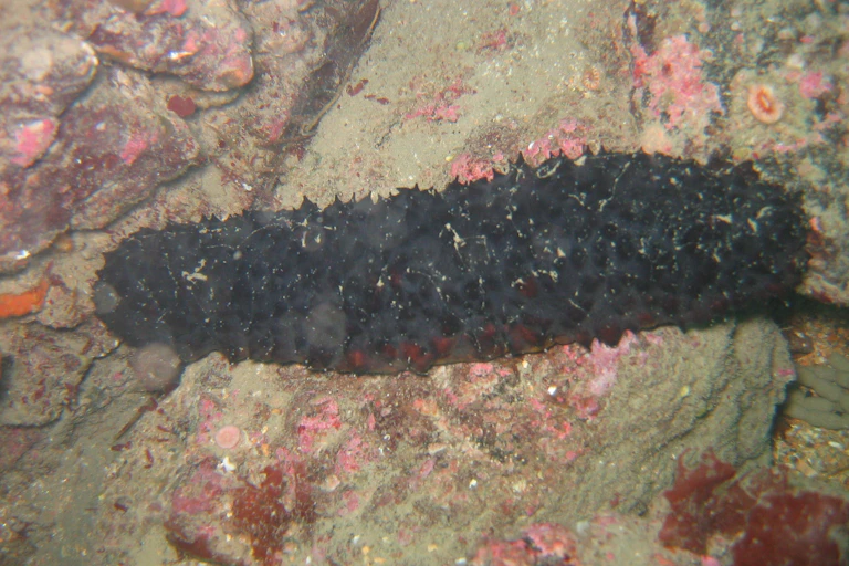 a dark creature shaped like a cucumber crawls on a surface