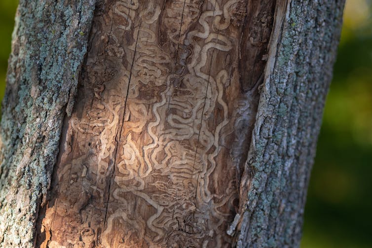 A dead tree