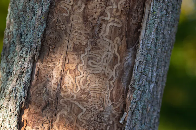 A dead tree