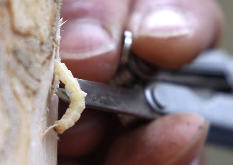 A person picks up an insect larvae with a knife.
