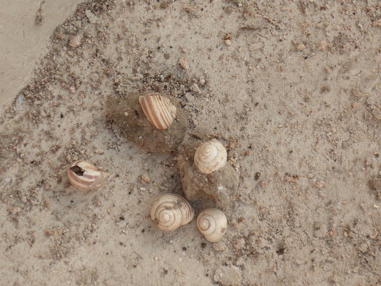 Coquilles d’escargot prises dans la roche sur le site archéologique
