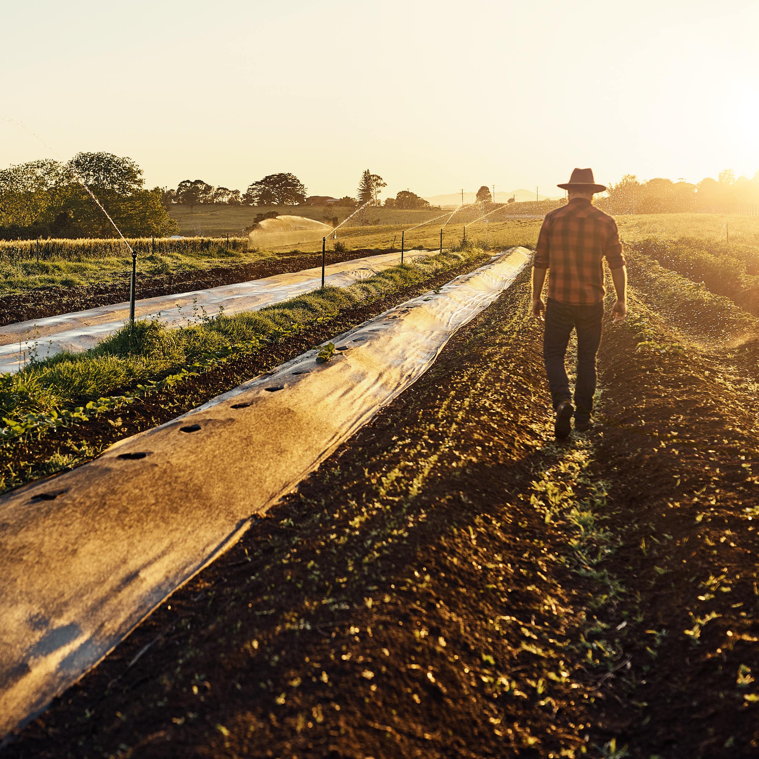 A farmer walks in a field at sunrise.