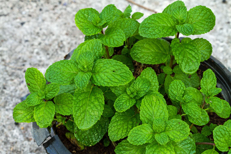 A mint plant