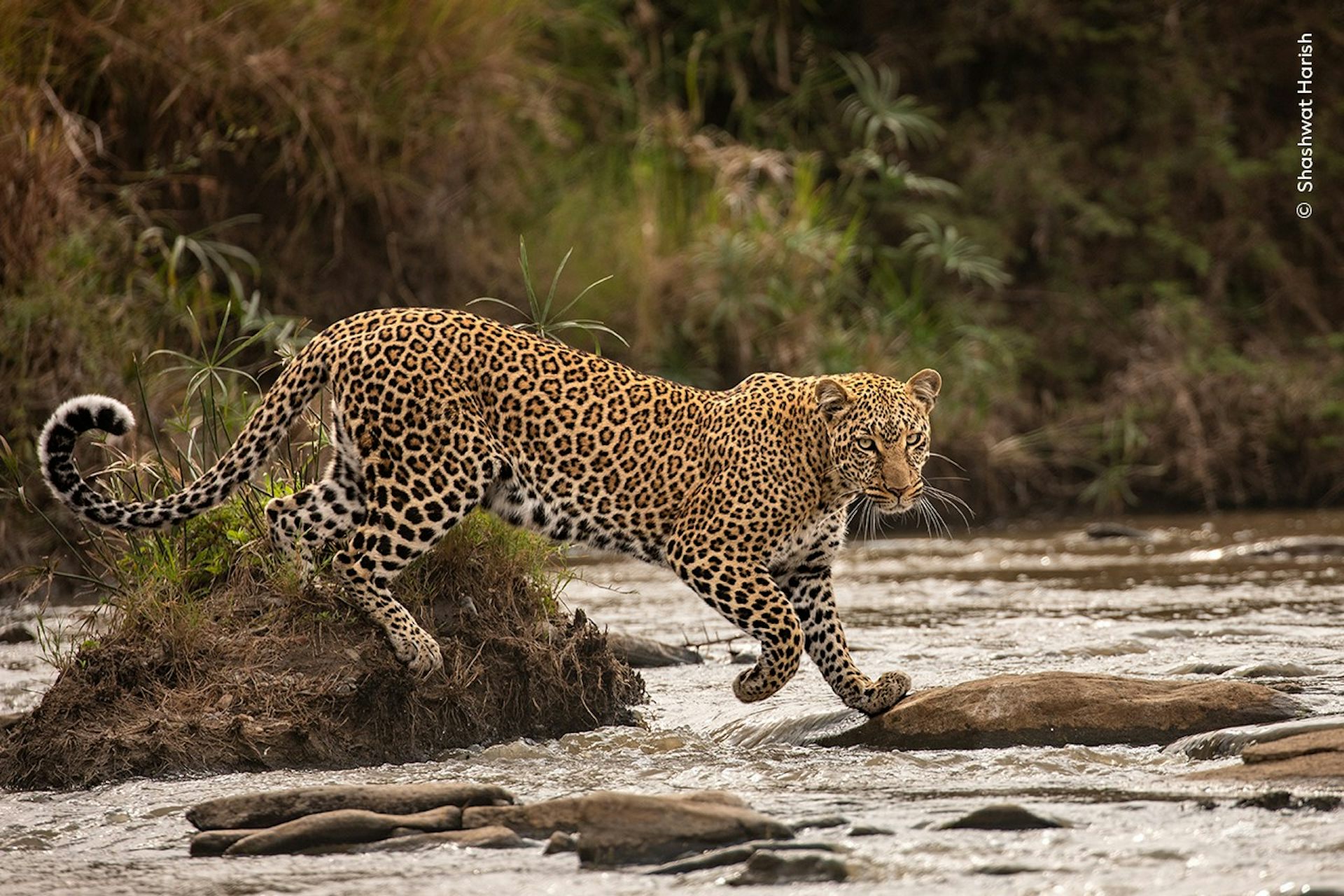 Um leopardo no meio de uma passada enquanto atravessa graciosamente um riacho, passando de uma rocha para outra. Os arredores são exuberantes com vegetação, realçando o ambiente selvagem e natural do cenário. A pelagem do leopardo é marcada com manchas distintas.