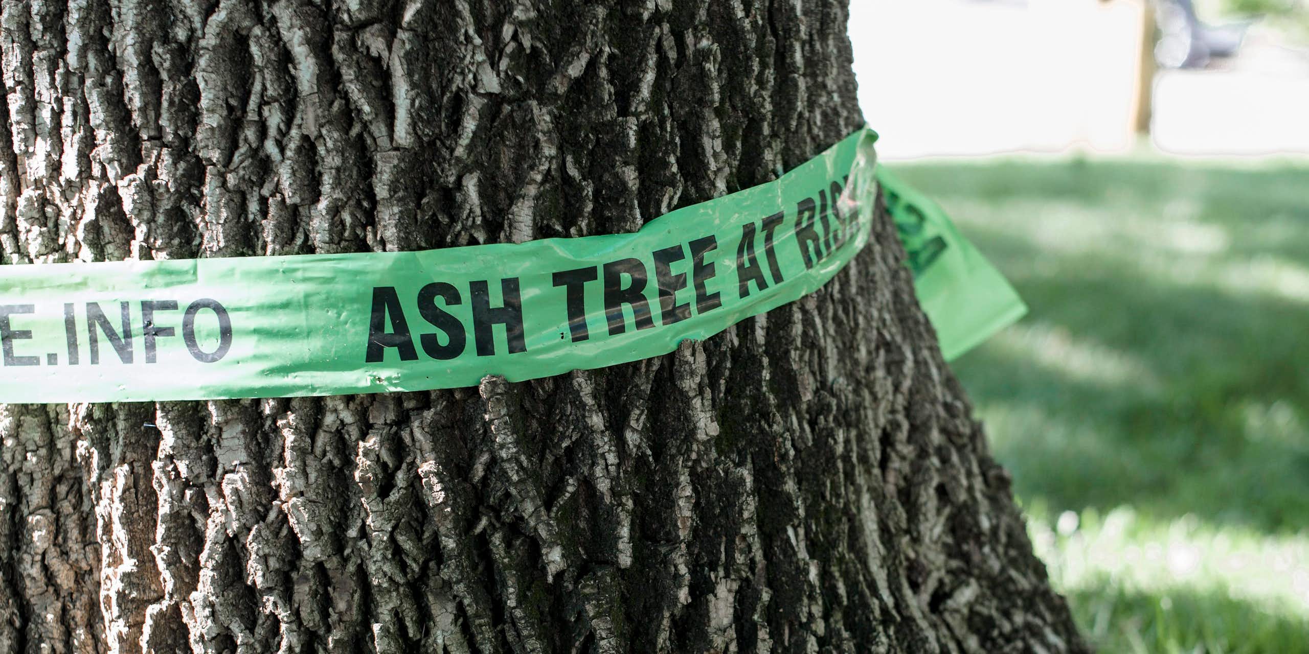 A tree is shown with a green ribbon around it.