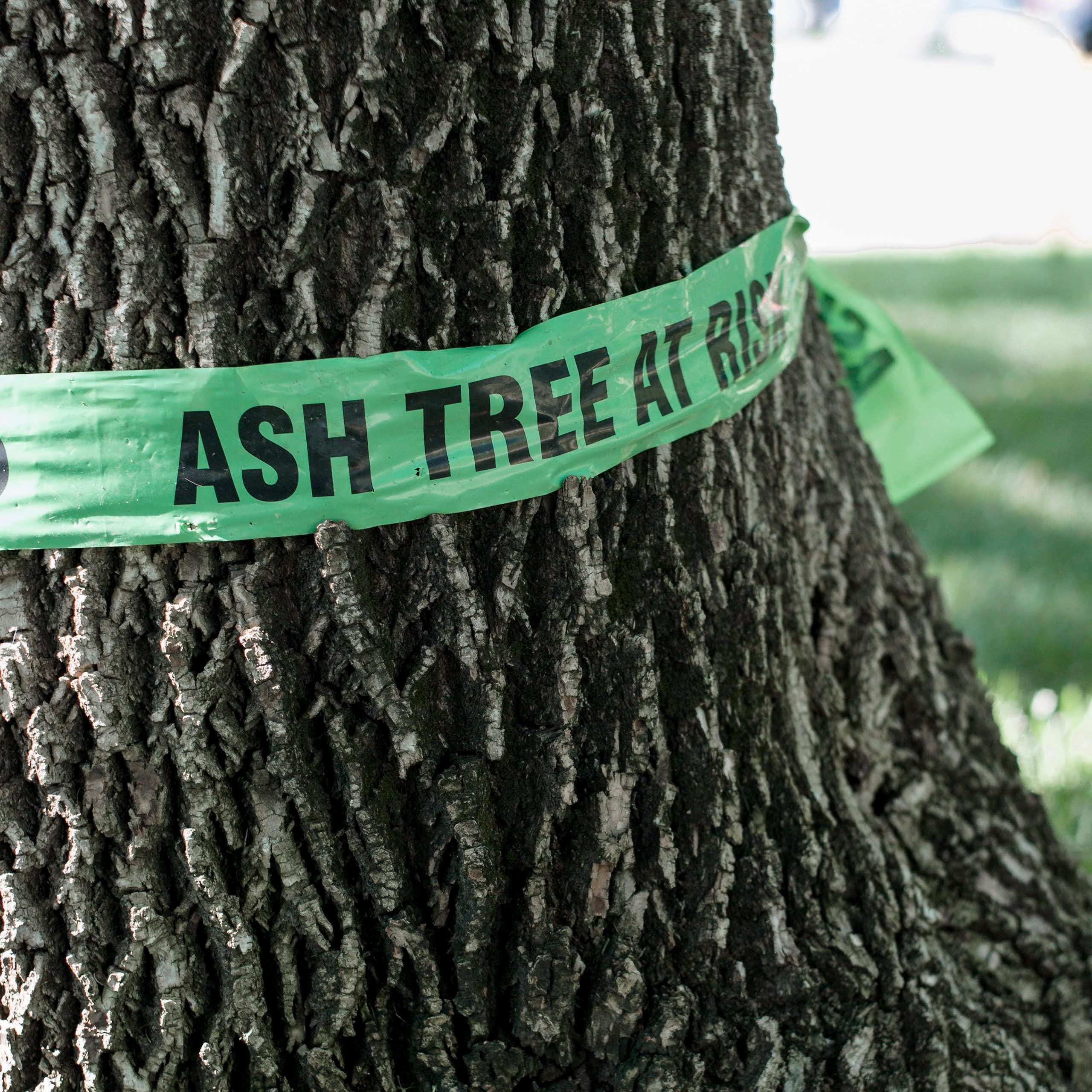The emerald ash borer has arrived in B.C. — what can we do about it?