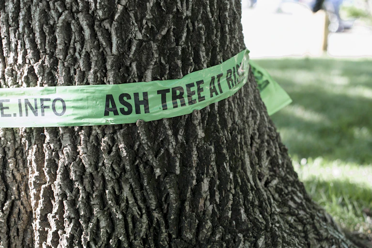 A tree is shown with a green ribbon around it.