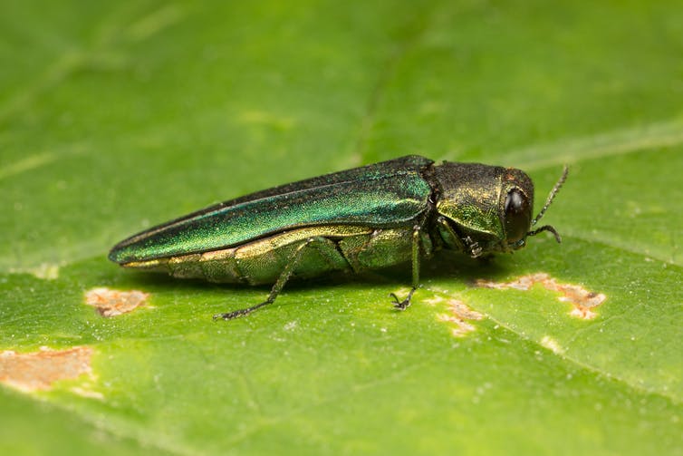 An insect is seen on a leaf.