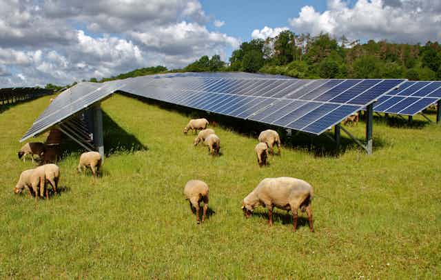 Sheep grazing around solar panels.