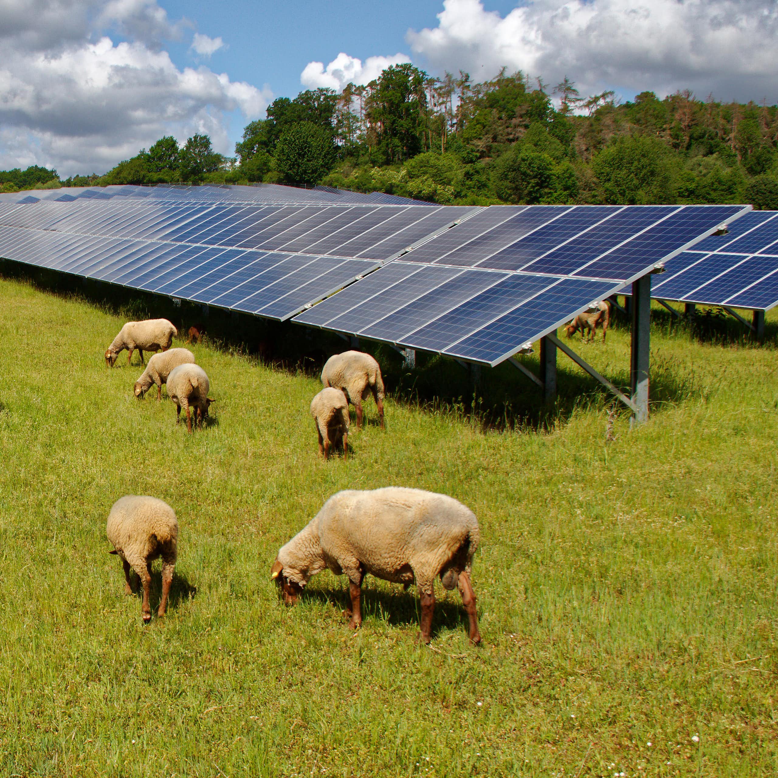 Sheep grazing around solar panels.