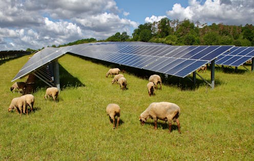 Solar farms can eat up farmland – but ‘agrivoltaics’ could mean the best of both worlds for NZ farmers