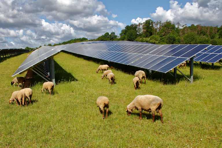 Sheep grazing around solar panels.