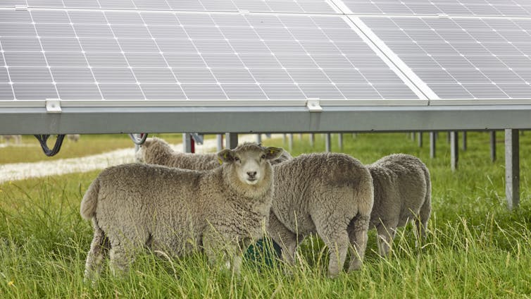 Sheep standing in the shade under solar panels.