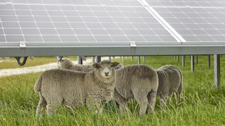 Sheep standing in the shade under solar panels.
