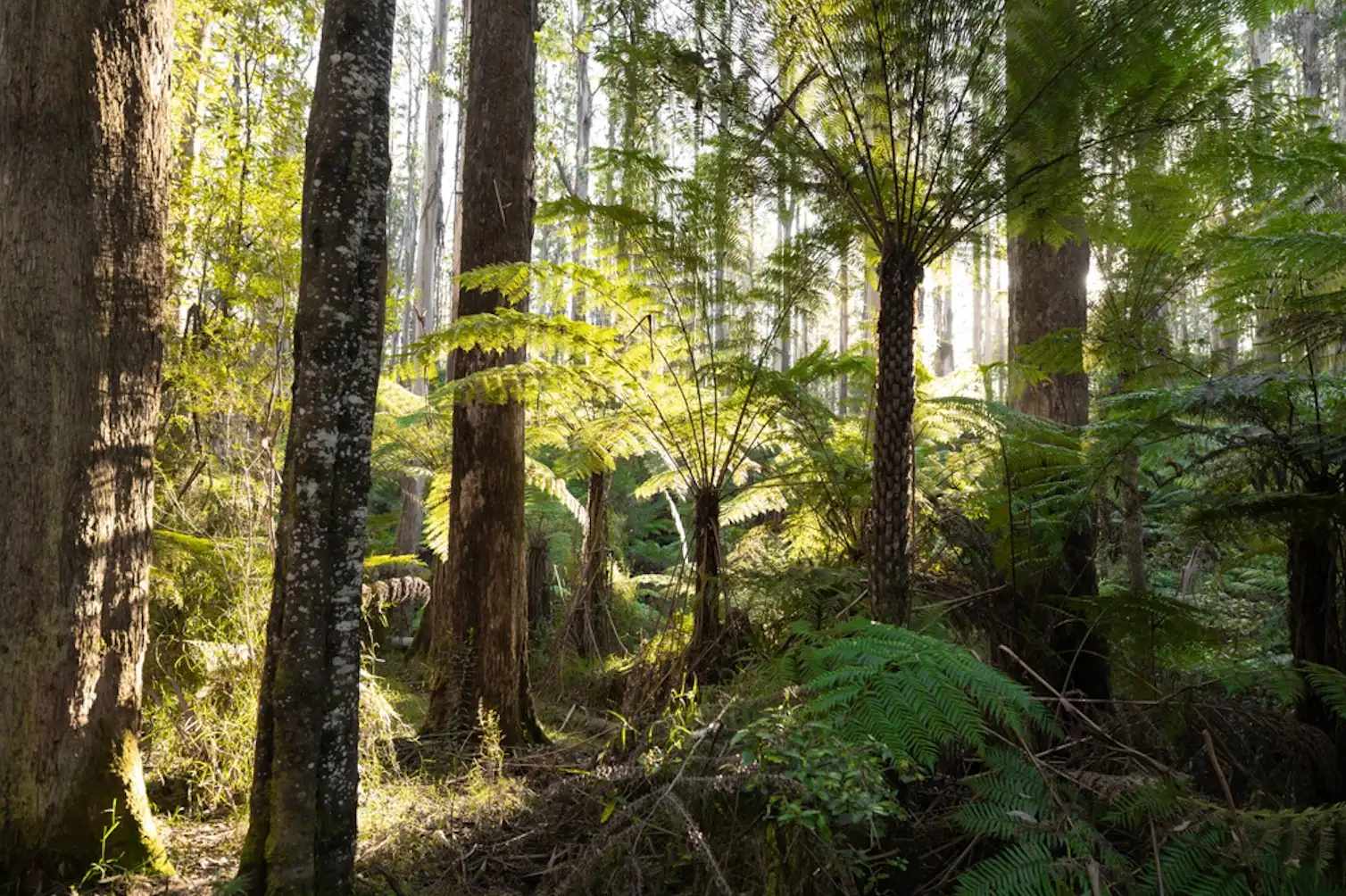 Native Forest Images Ending native forest logging would help Australia’s climate goals much ...