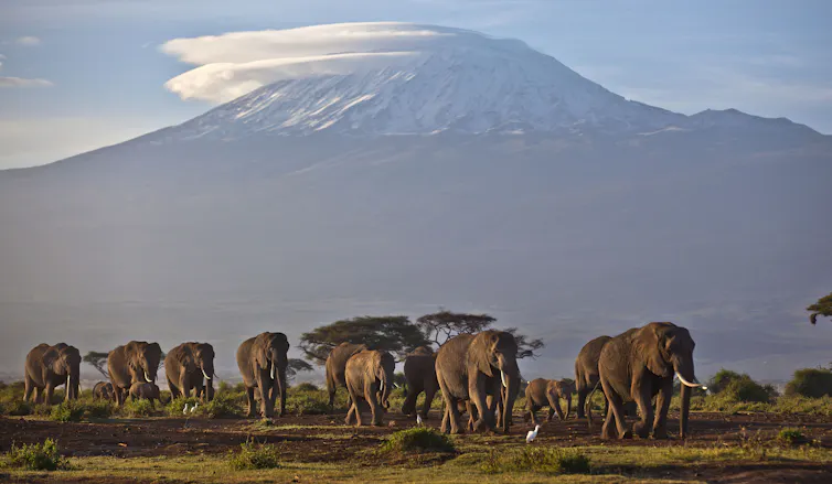 A herd of elephants gather in the shadow of a mountain.