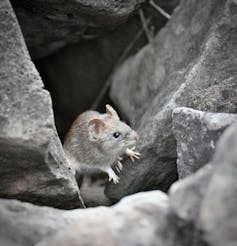 A small, brown rat.