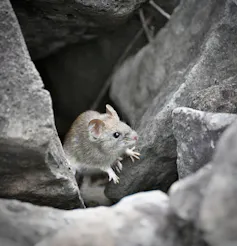 A small, brown rat.