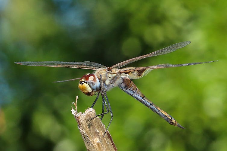 A dragonfly perched on a twig.