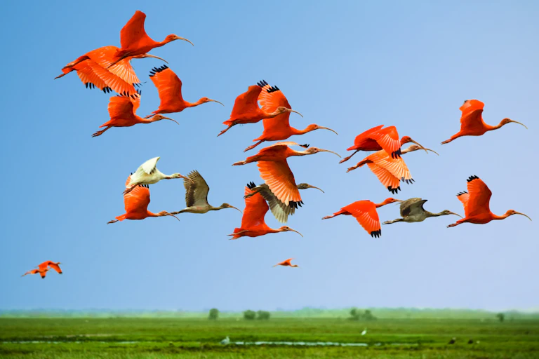 A flock of flamingoes on the wing.