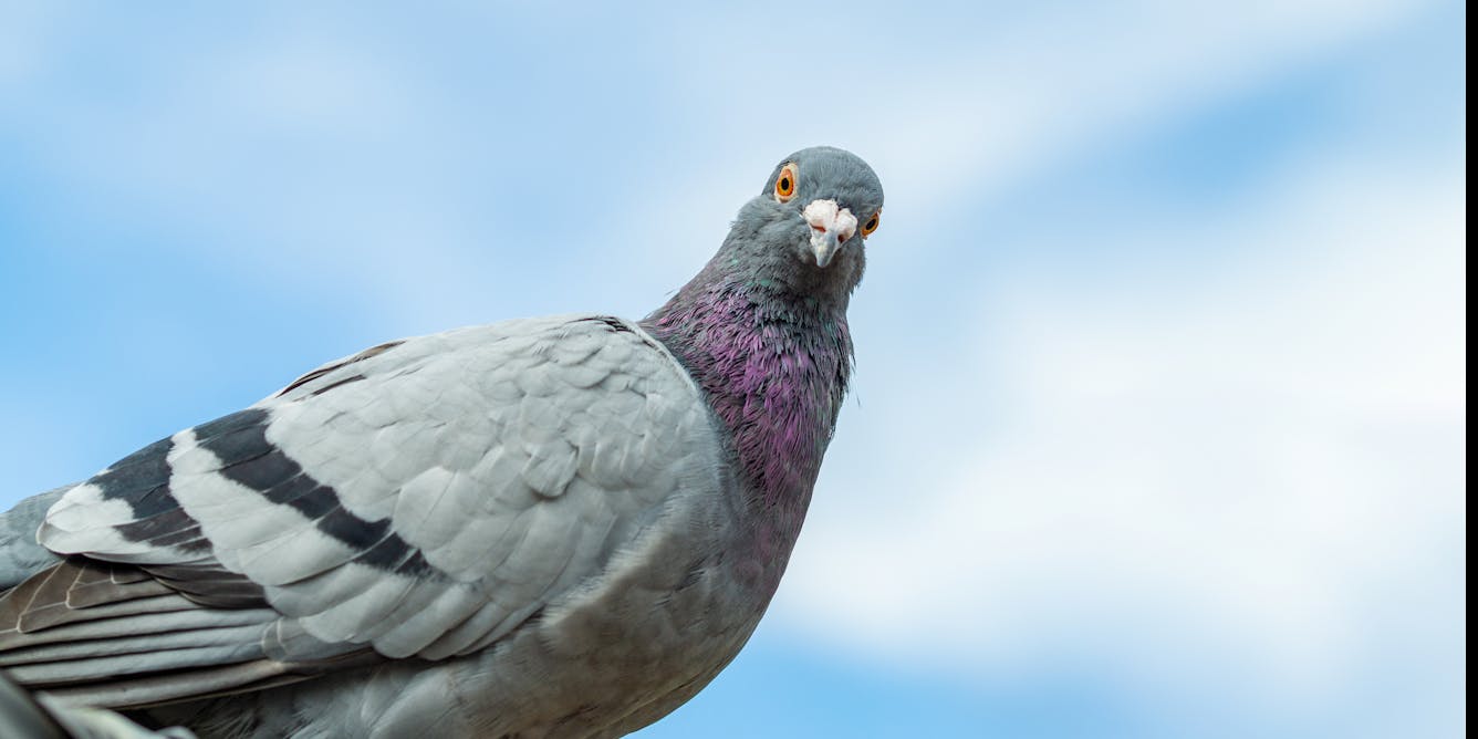 How studying (robot) pigeon navigation changed my mind about their intellect