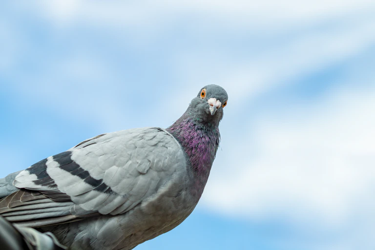 Close up of a pigeon