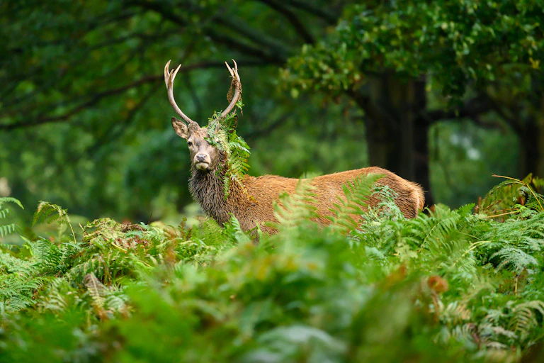 deer in woods