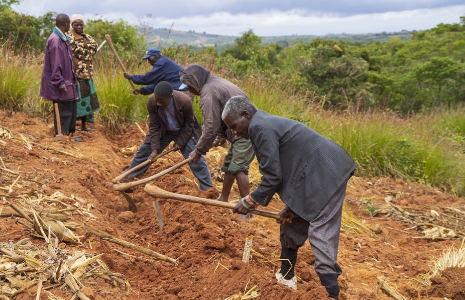Several men dig a long deep bed in reddish soil