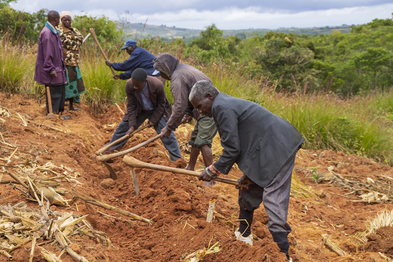 Several men dig a long deep bed in reddish soil