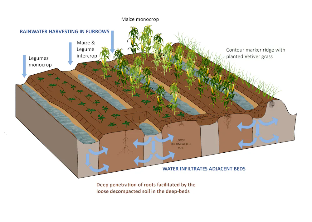 Using Better Farming Methods Malawi farming experiment shows how simple changes can boost maize ...